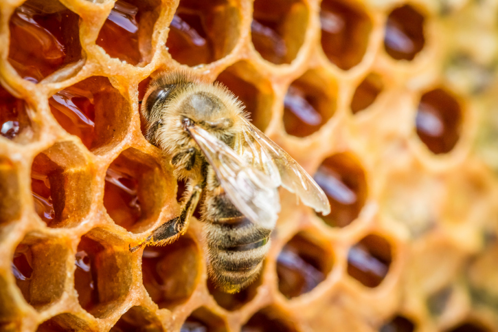 Miel abeille