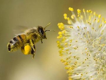 Pollen abeille